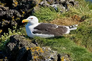 Marinus: Great Black-backed Gull. Snaefellsness peninsula