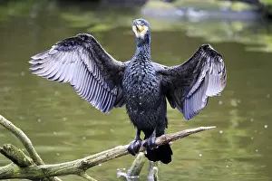 Phalacrocoraciformes: Great black Great cormorant (Phalacrocorax carbo), in