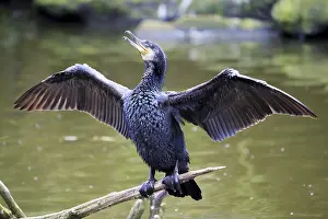 Phalacrocoraciformes: Great black Great cormorant (Phalacrocorax carbo), in