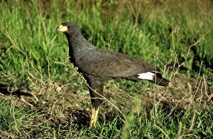 Urubitinga: Great Black Hawk