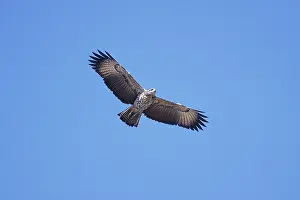 Buteogallus: Great Black Hawk