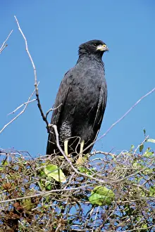 Buteogallus: Great Black Hawk