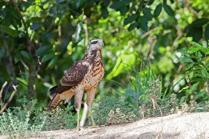 Buteogallus: Great Black Hawk