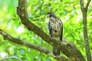 Corcovado: Great Black Hawk