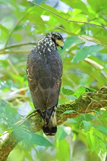 Corcovado: Great Black Hawk