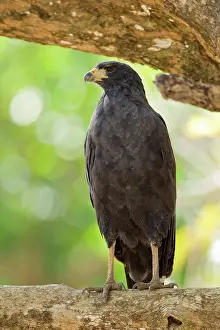 Buteogallus: Great Black Hawk