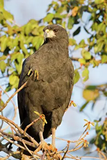 Buteogallus: Great Black Hawk