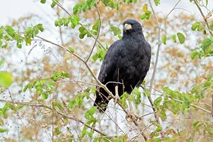 Animais: Great Black Hawk