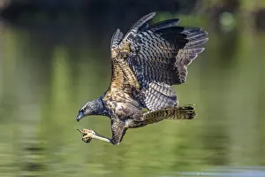 Buteogallus: Great Black Hawk (Buteogallus urubitinga) in fl