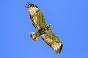 Buteogallus: Great Black Hawk (Buteogallus urubitinga) in ov