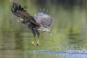 Buteogallus: Great Black Hawk (Buteogallus urubitinga) young