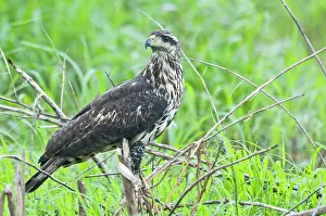 Buteogallus: Great Black Hawk - immature