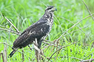 Buteogallus: Great Black Hawk - immature