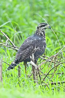 Buteogallus: Great Black Hawk - immature showing white tip to