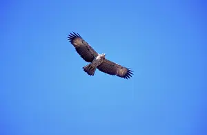 Urubitinga: Great Black Hawk - juvenile, in flight