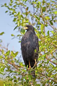 Buteogallus: Great Black Hawk perched Pantanal area Mato Grosso
