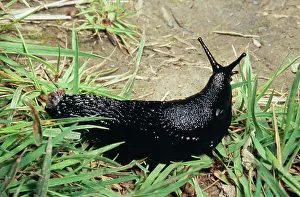 Arion: Great Black SLUG - crawling through grass