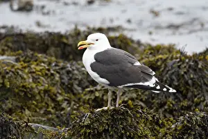 Marinus: Great Blacked-backed Gull - perched on seaweed