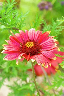 Asterales: Great Blanket Flower, Gaillardia aristata Haute