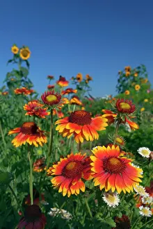 Blanketflower: Great Blanketflower with Brown-eyed Susan