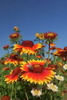 Blanketflower: Great Blanketflower with Honey Bee (Apis