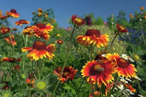 Blanketflower: Great Blanketflower with Honey Bee (Apis