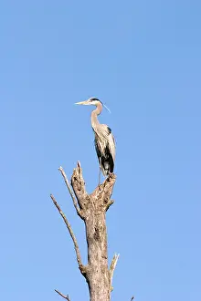 Treetop: Great Blue Heron