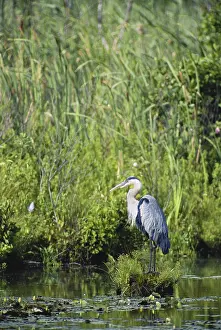 Edwin: Great Blue Heron