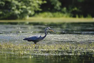 1999: Great Blue Heron