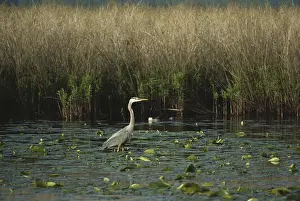 Montezuma: Great Blue Heron