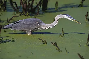 1991: Great Blue Heron