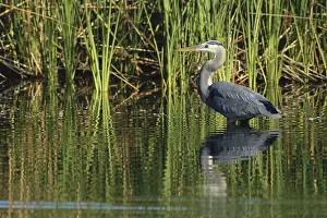 Agua: Great Blue Heron