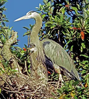 Waterbirds: Great Blue Heron
