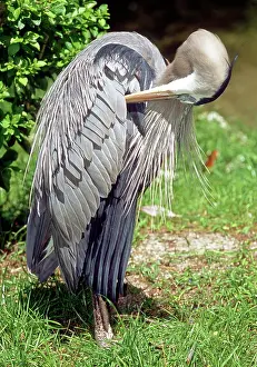 Waterbirds: Great Blue Heron