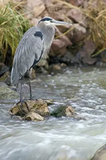 Waterbirds: Great Blue Heron