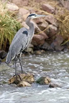 Waterbirds: Great Blue Heron