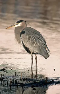 Herodias: Great Blue Heron