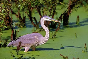 Herodias: Great blue heron