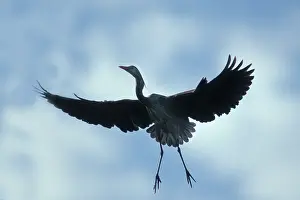 Herodias: Great Blue Heron