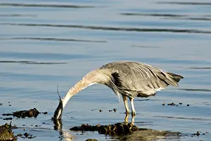 Herodias: Great Blue Heron