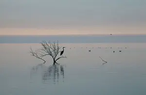 Herodias: Great Blue Heron