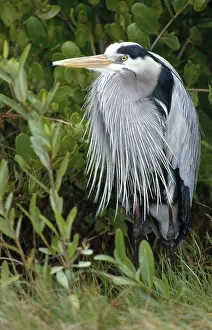 Herodias: Great Blue Heron