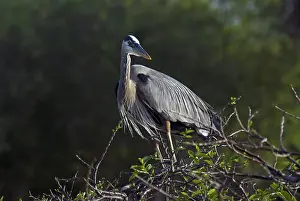 Herodias: Great Blue Heron