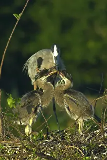 Herodias: Great Blue Heron