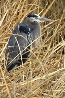 Herodias: Great Blue Heron