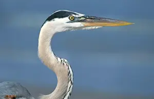 Herodias: Great Blue Heron