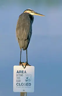 Herodias: Great Blue Heron