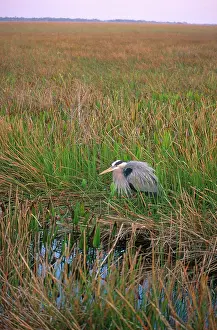 Herodias: Great Blue Heron