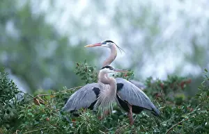 Herodias: Great Blue Heron
