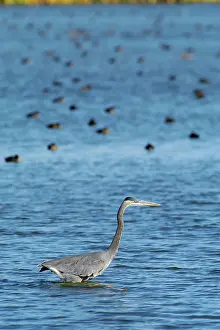 Herodias: Great Blue Heron
